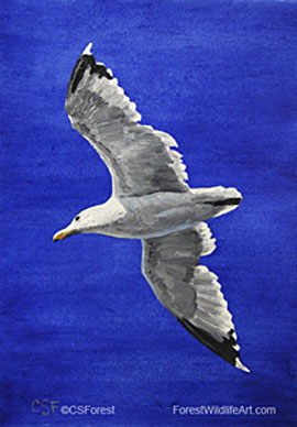 seagul in flight