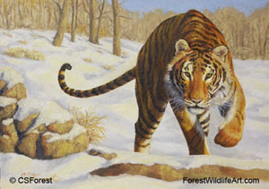 siberian tiger