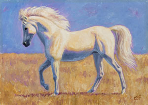 white Arabian horse