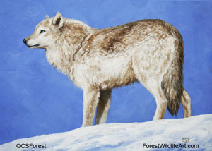 white wolf