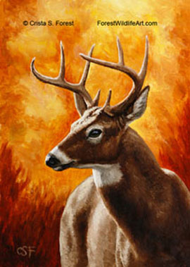 whitetail deer