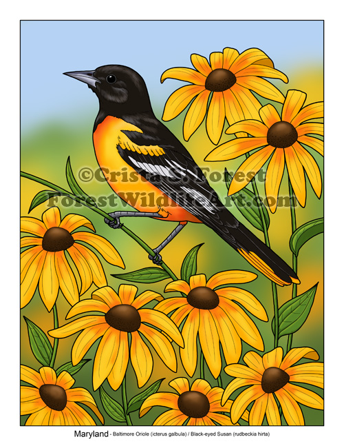 Baltimore Oriole & Black-eyed Susan