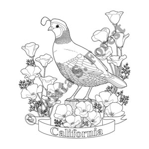 CA state bird and flower coloring page
