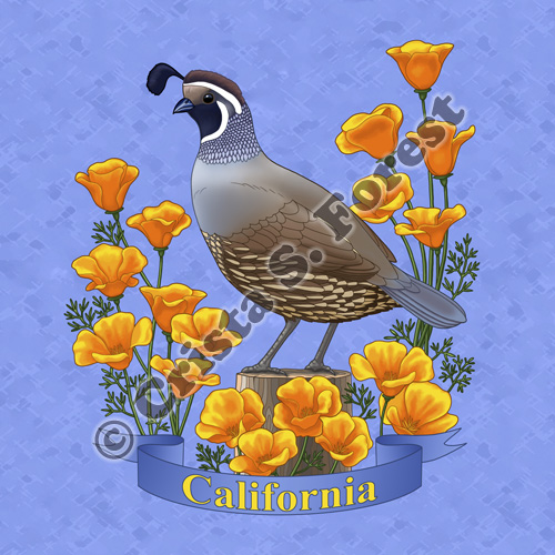 California Quail and Golden Poppies