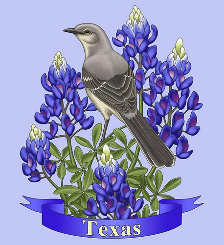 Mockingbird & Texas Bluebonnet